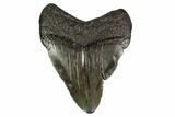 Juvenile Megalodon Tooth - Georgia #158758-1
